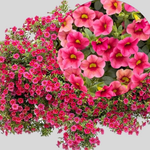 Calibrachoa Calita® Compact 'Strawberry Eye' - Puispetuunia Calita® Compact 'Strawberry Eye'